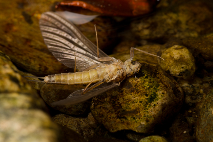 This Mayfly lived much less than a day, before the water striders got it.